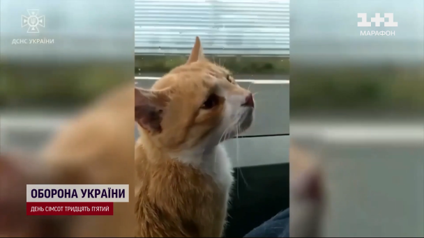 Кіт Ізюм