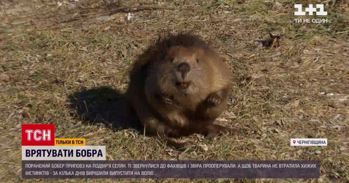Операция "Спасение": на Киевщине травмированный бобр приполз во двор крестьян