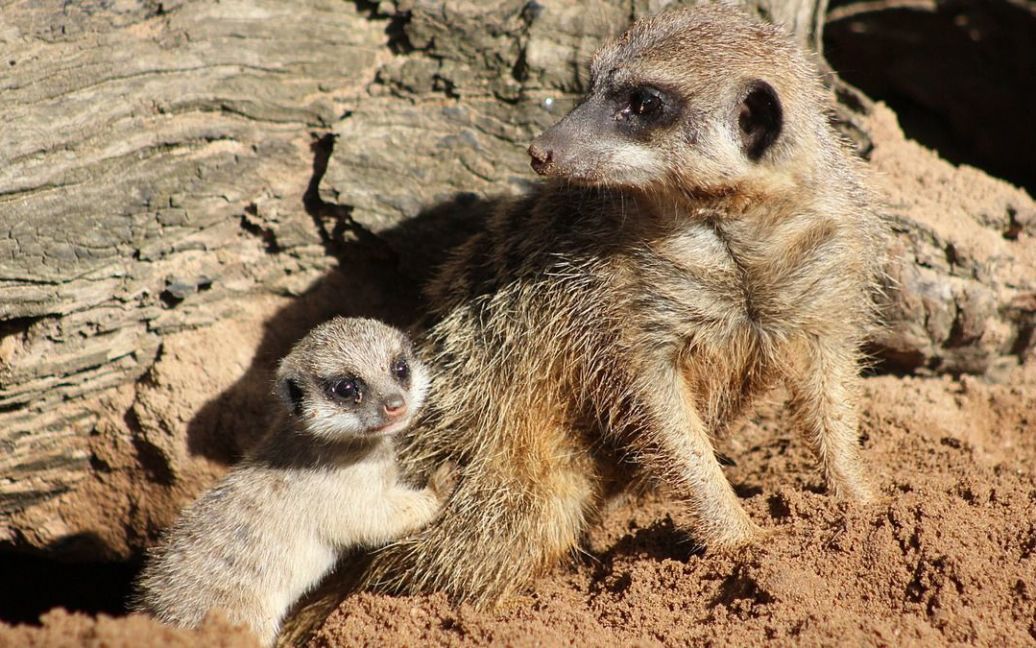 Детеныши постепенно начинают исследовать окружающий мир. / © Taronga Zoo