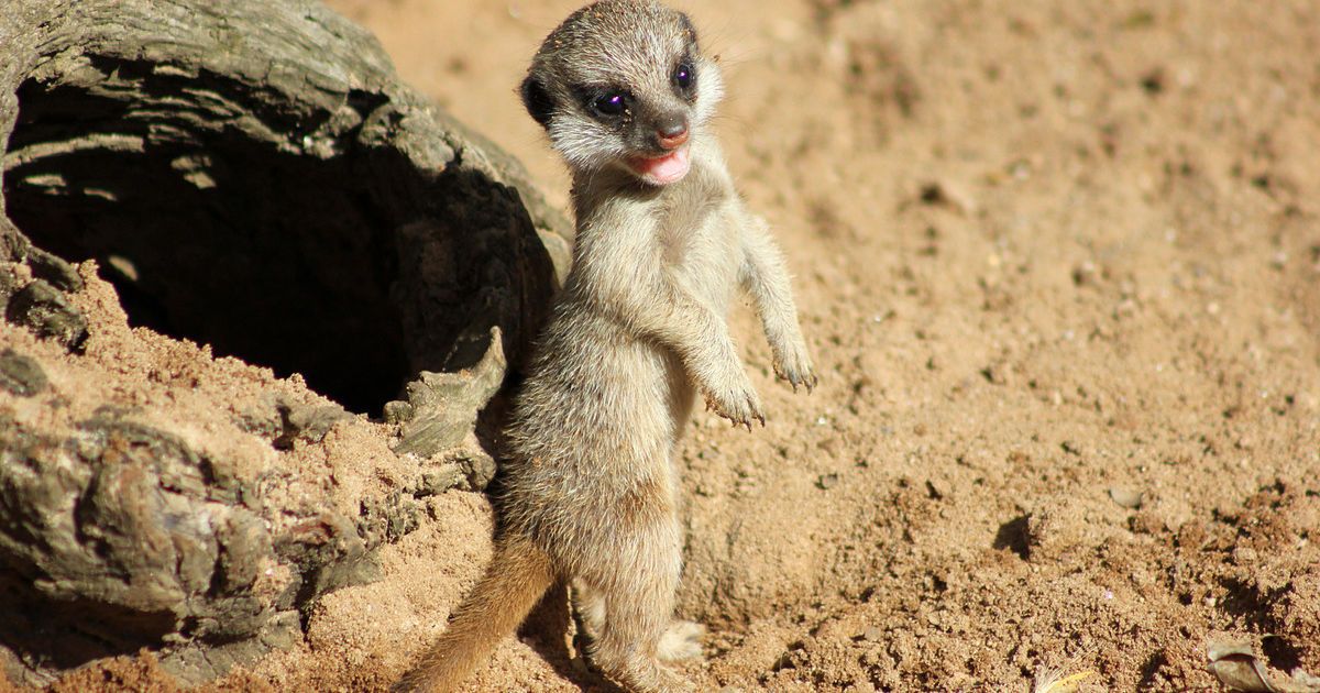 Детеныши постепенно начинают исследовать окружающий мир. / © Taronga Zoo
