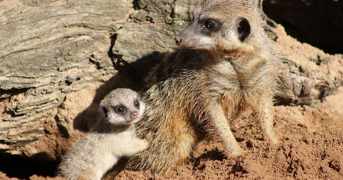 Детеныши постепенно начинают исследовать окружающий мир. / © Taronga Zoo