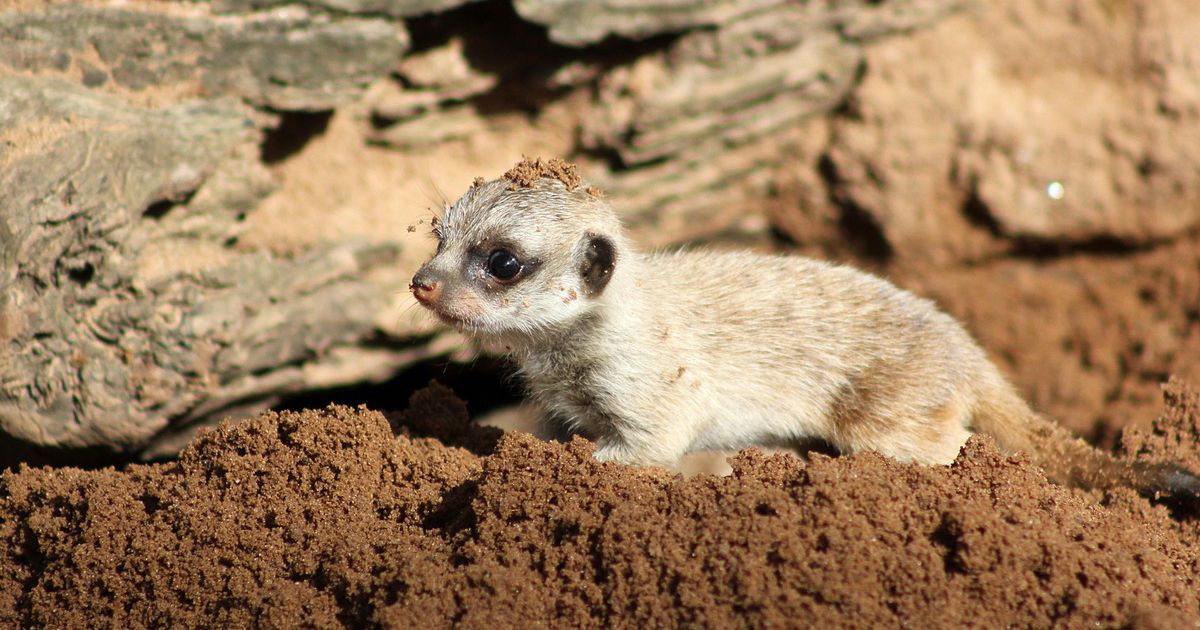 Детеныши постепенно начинают исследовать окружающий мир. / © Taronga Zoo