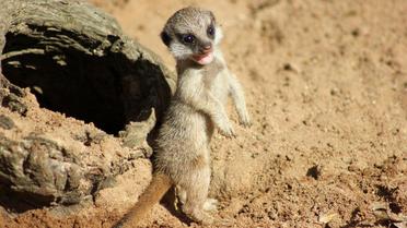 Детеныши постепенно начинают исследовать окружающий мир. / © Taronga Zoo