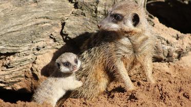 Детеныши постепенно начинают исследовать окружающий мир. / © Taronga Zoo