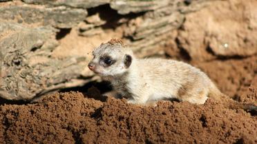 Детеныши постепенно начинают исследовать окружающий мир. / © Taronga Zoo