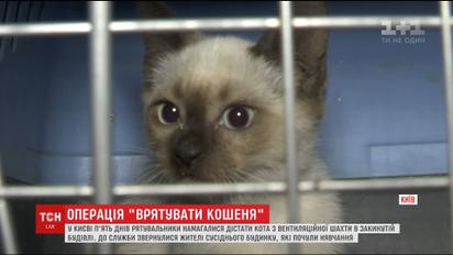 В столице устроили спецоперацию по освобождению котенка