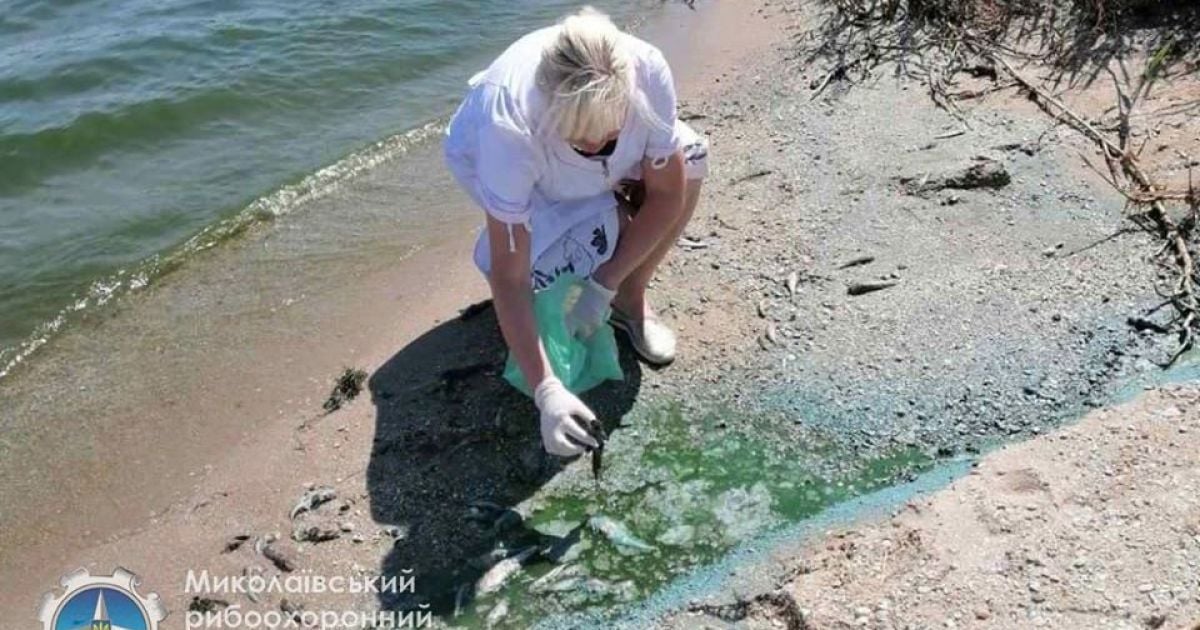 Вода зеленого цвета с неприятным запахом: на Бугском лимане зафиксировали массовую гибель рыбы