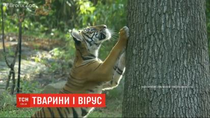 Одразу кілька тигрів та левів у зоопарку Нью-Йорка захворіли на коронавірус