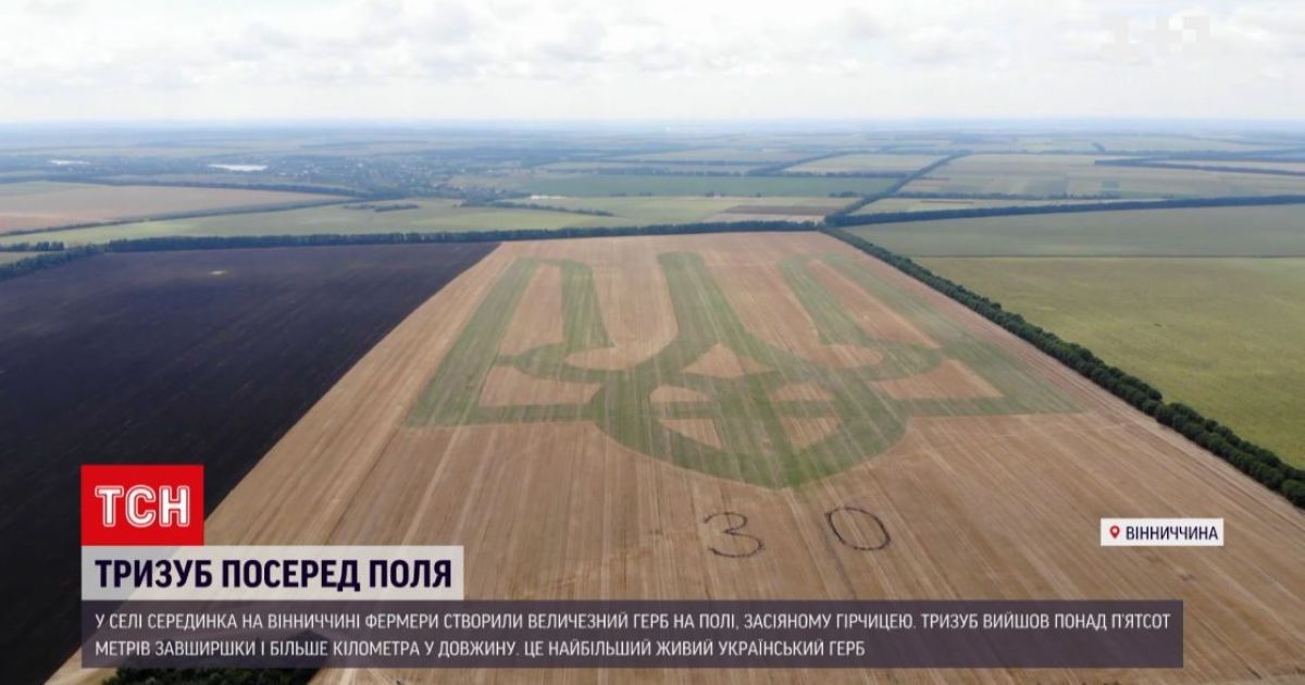 В Винницкой области фермеры высеяли на поле 500-метровый трезубец Украины и установили рекорд: видео