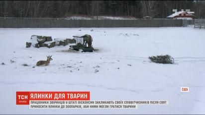 У США працівники звіринців закликають нести вже непотрібні ялинки до зоопарків
