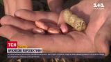 Новые перспективы: в Украине набирает популярность выращивание арахиса