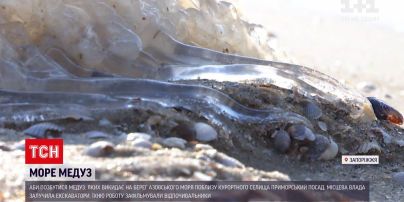 Новини України: із узбережжя Азовського моря медуз вивозять екскаваторами