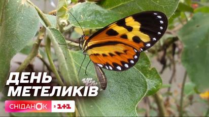 День метеликів: цікаві факти, про які ви ніколи не чули