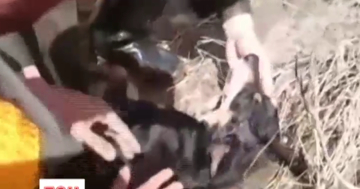 Собака міг загинути, якби його не врятував поліцейський.