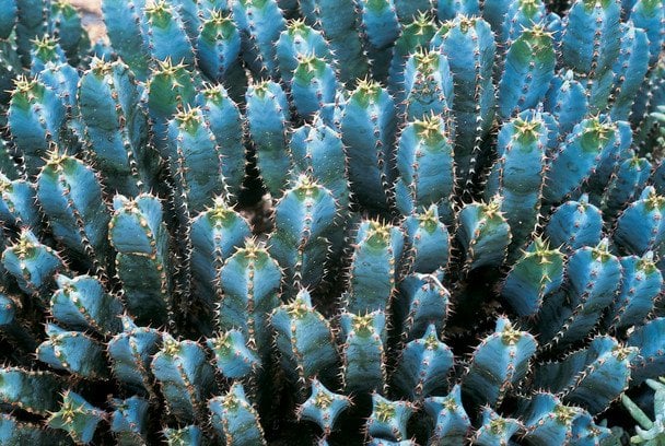 Найгостріша рослина у світі: чому навіть перець чилі здається 