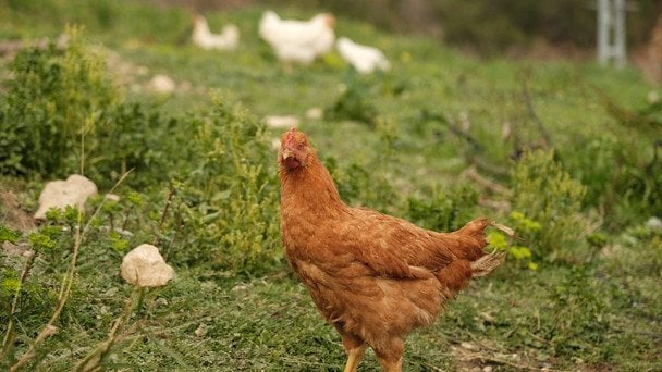 Народні прикмети 28 квітня / © pexels.com