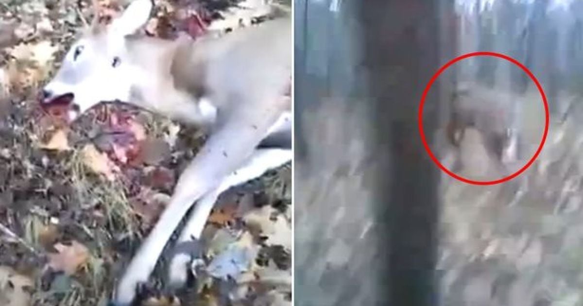 Охотник должен был бы догадаться, что олень был живым