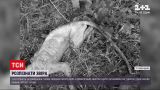 Новини України: у Рівненській області у пастку потрапив невпізнаний лисий звір