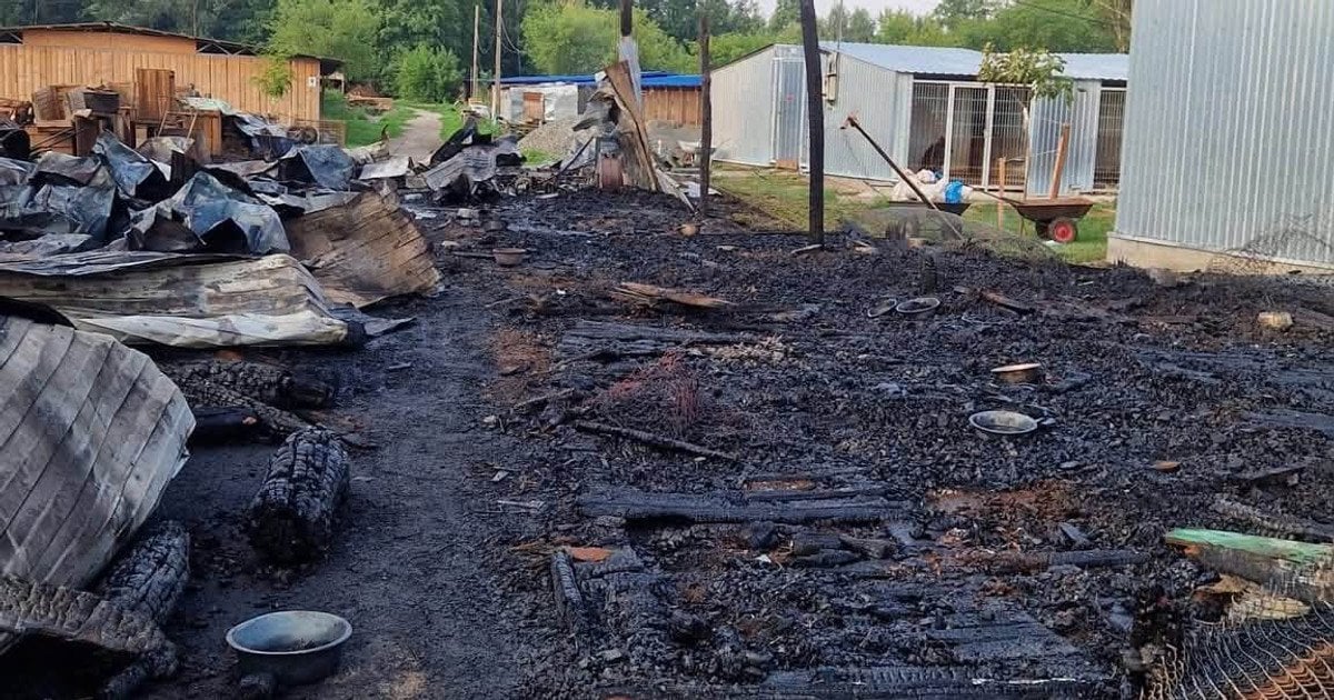 Налякані та в сильному стресі: у притулку «Сіріус» шукають собак, які розбіглися під час пожежі
