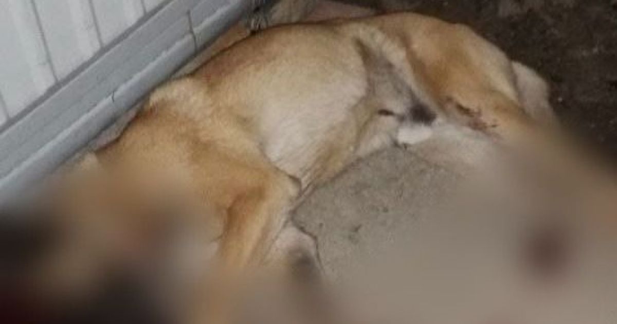 У Києві чоловік застрелив бельгійську вівчарку