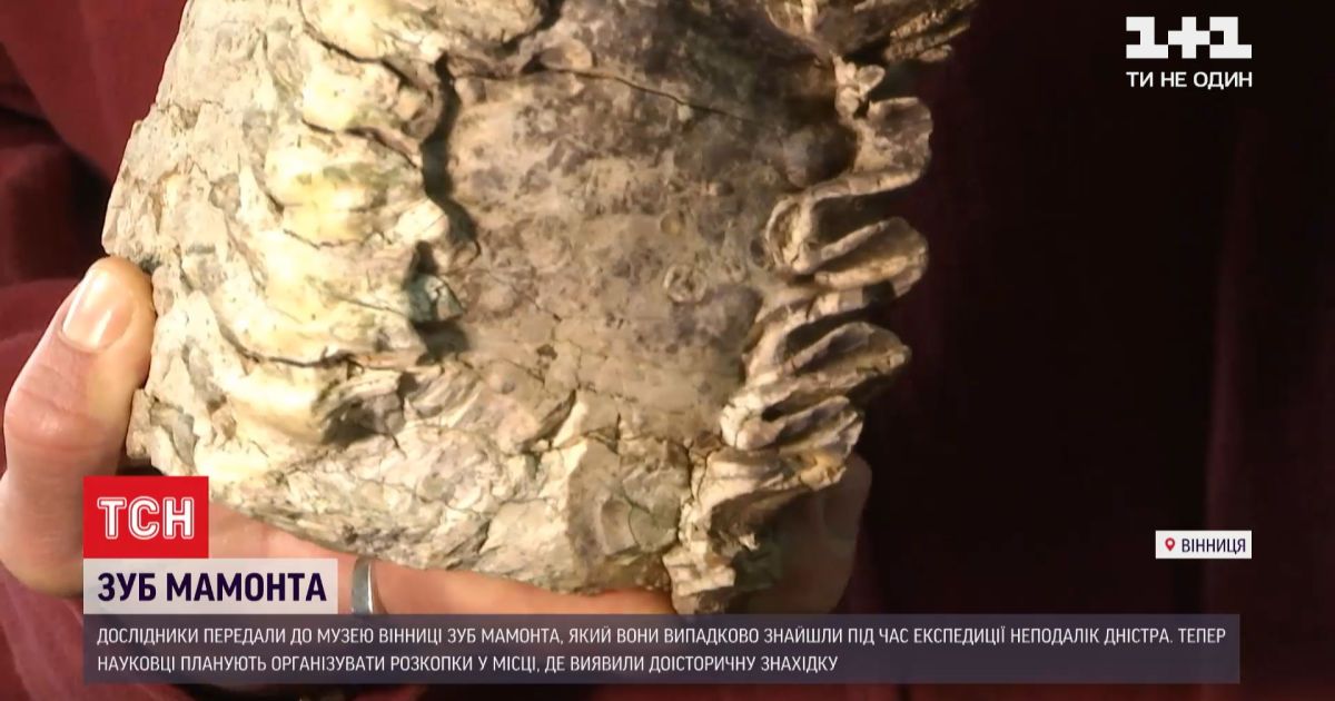 В виннице нашли зуб мамонта, которому более 200 тысяч лет