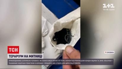 На пункті пропуску "Поруне" затримали контрабанду зі зміями та ящірками | Новини України