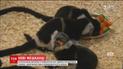 В пражском зоопарке на свет появились сразу три детеныша черно-белого лемура