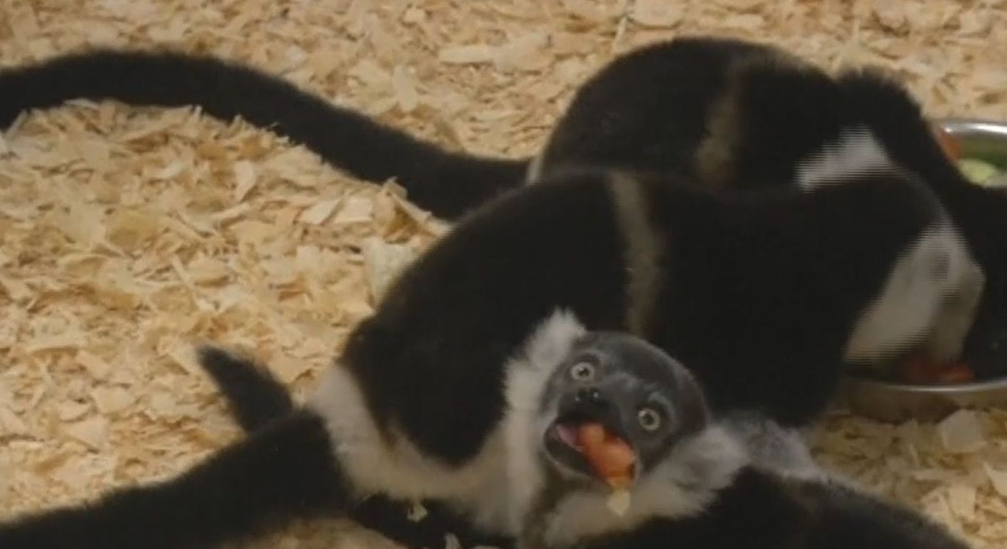 В пражском зоопарке на свет появились сразу три детеныша черно-белого лемура
