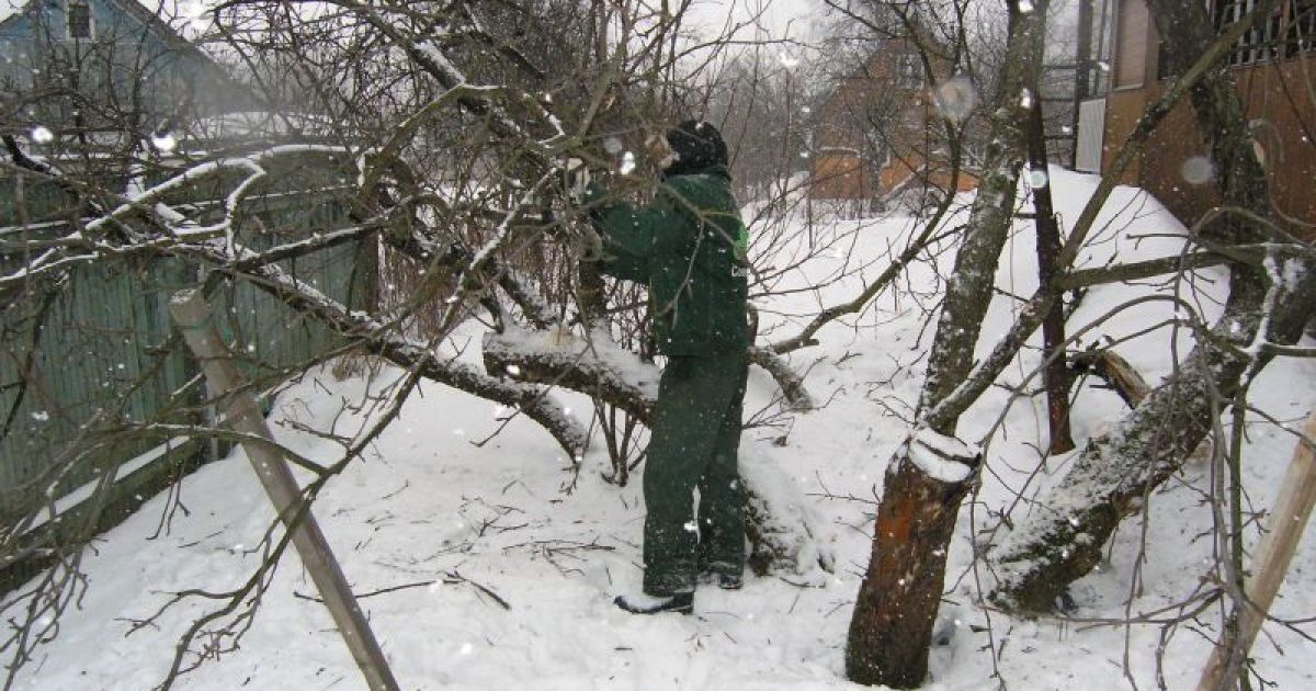 Обрезка сада зимой