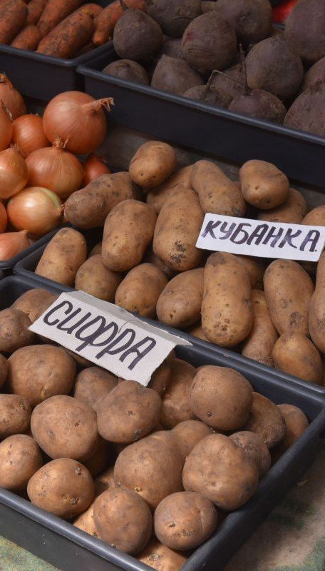 Эксперты прогнозируют дефицит картофеля: какая причина