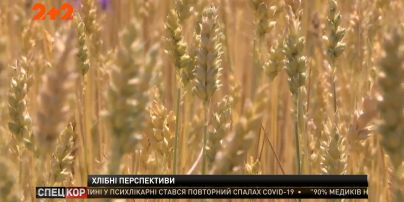 Україна побила рекорди експорту зернових