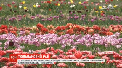 Тюльпановый рай: на Волыни фермер засадил цветами три гектара поля