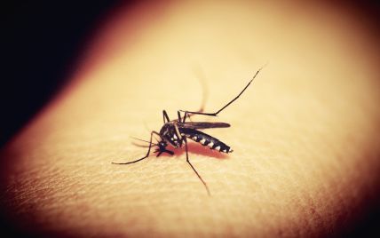 Новая "беда" в Кирилловке: в Сети показали, как полчища комаров облепили здания (видео)