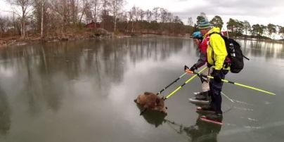 Юзеров Сети покорило трогательное видео спасения кабанов на замерзшем озере (видео)