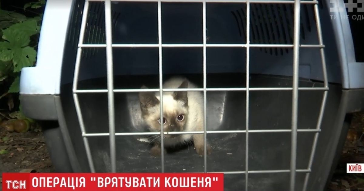 В Киеве спасение дворового кота превратилось в спецоперацию