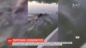 Американська родина визволила ведмежа, яке застрягло головою у банці