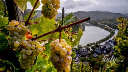 Виноградная гроздь