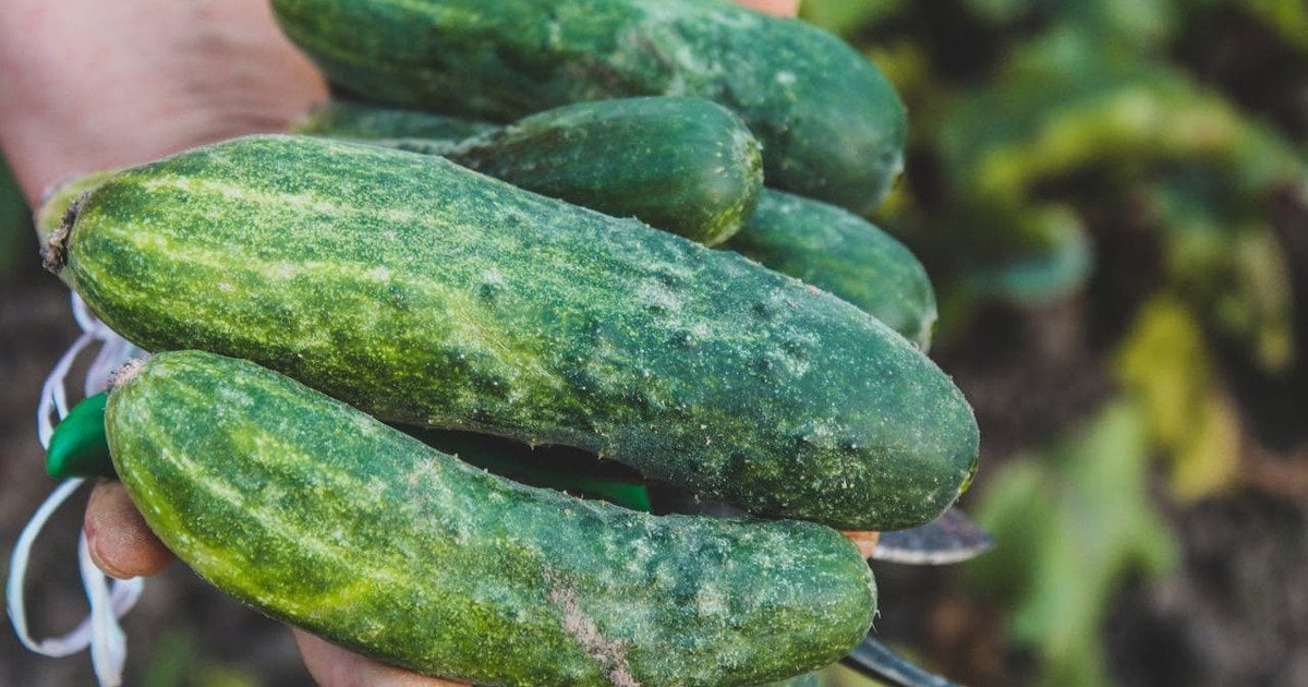 Когда сеять огурцы на рассаду