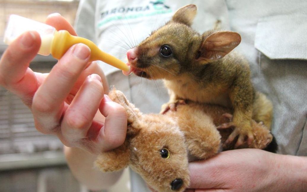 Маленькая Беттина нежно обнимает игрушечного кенгуру / © facebook.com/tarongazoo