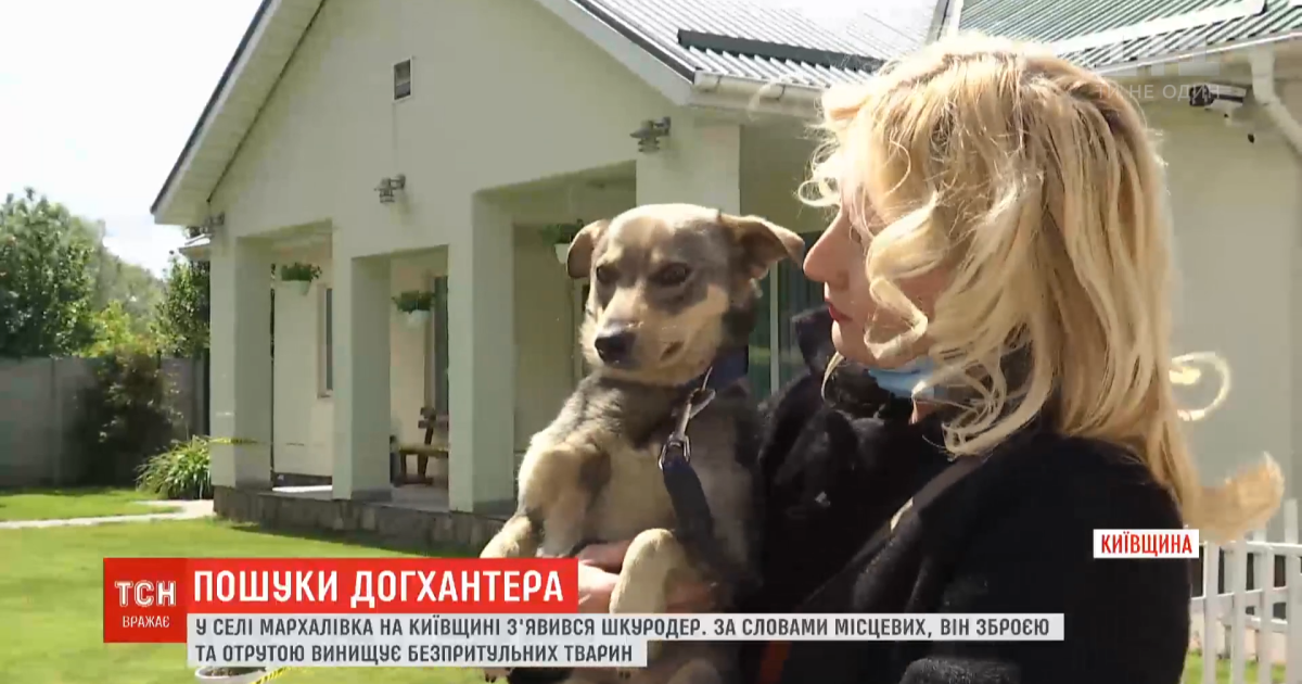 В селе в Киевской области появился живодер, который травит и отстреливает бездомных животных
