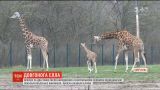 В Берлине показали новорожденного жирафа