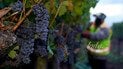 Виноградная гроздь