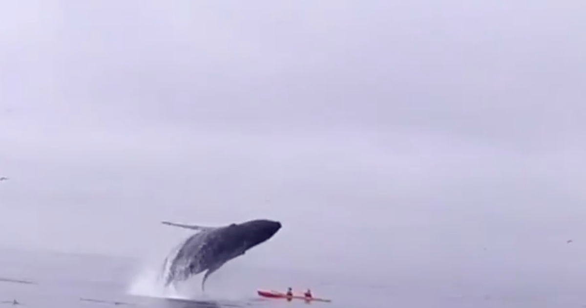 Киты играли меж крохотных лодок