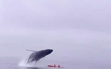 В Сети появилось видео ужасающего скачка кита над лодкой