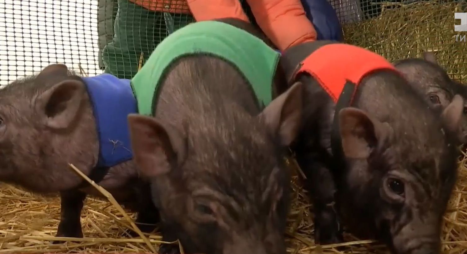 В Одесі влаштували забіг в'єтнамських свинок