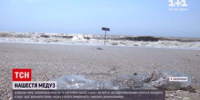 Новости Украины: на Азовском побережье люди борются с нашествием медуз