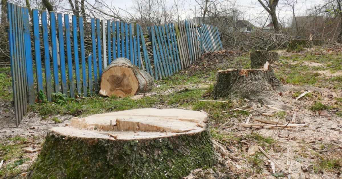 Під час спилювання дерева загинула трирічна дитина. Ілюстрація