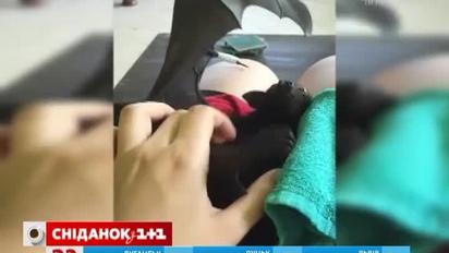 Летучая мышь в качестве домашнего любимца собрал в сети почти 11 млн просмотров