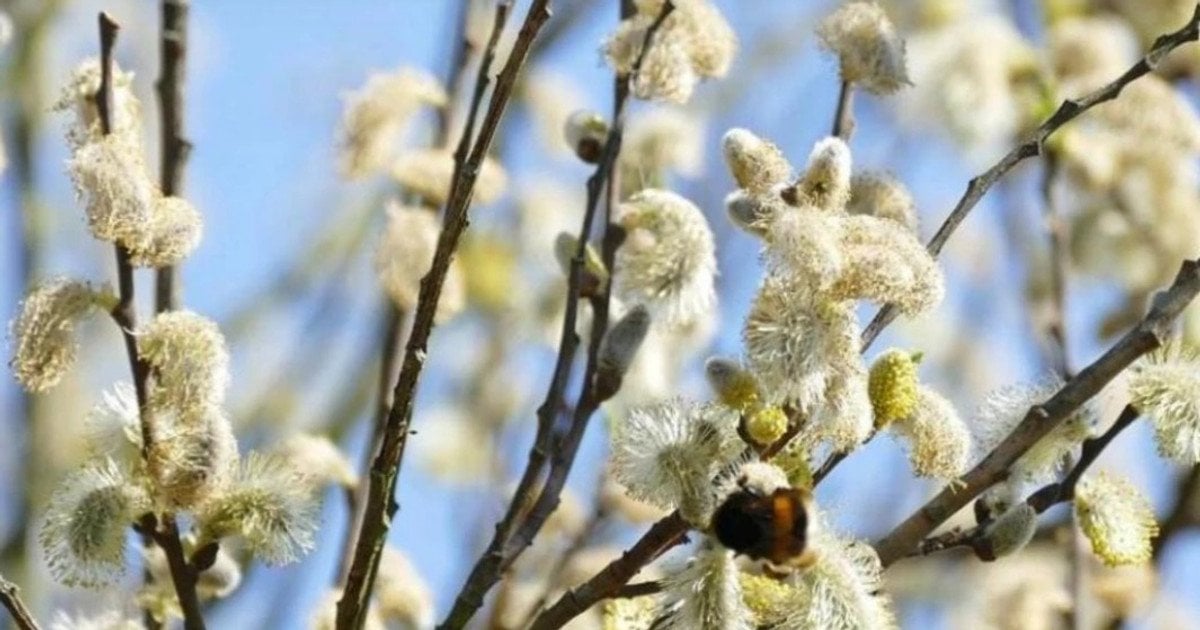 Лазарева субота