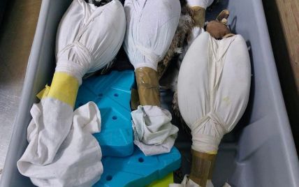 Перната контрабанда: приспаних та обмотаних клейкою стрічкою соколів намагалися відправити до Катару
